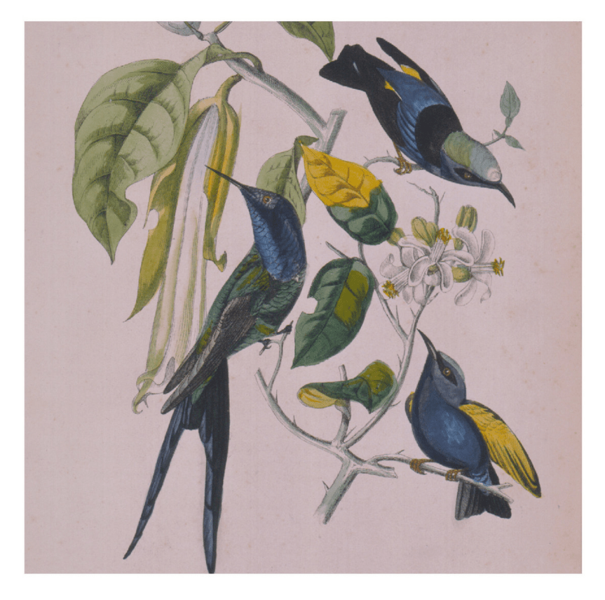 Sakura – Susuma&nbsp;Yokota