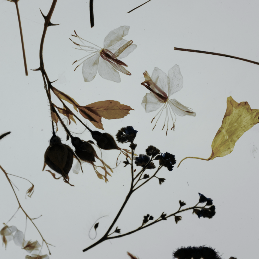 Mori 森 – Constantine&nbsp;Markopoulos